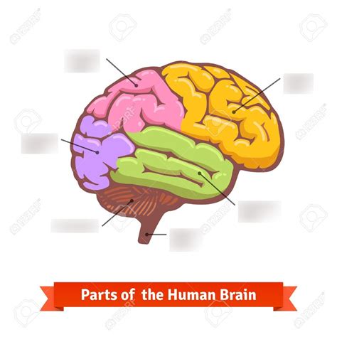 Brain Function Diagram 的图像结果