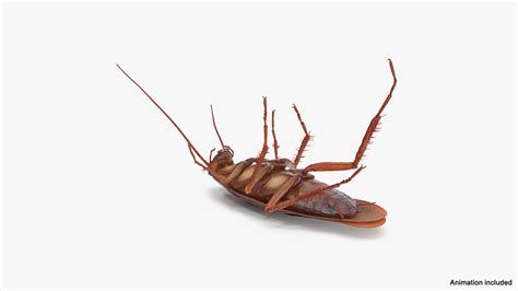 Animated Cockroach 的图像结果