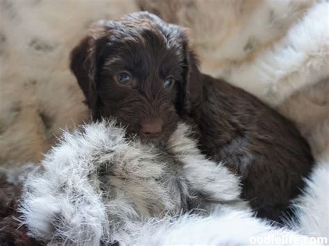 Image result for Chocolate Cockapoo