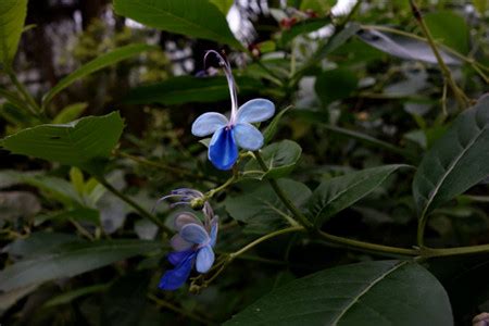 蓝蝴蝶的养殖方法和注意事项 - 花百科