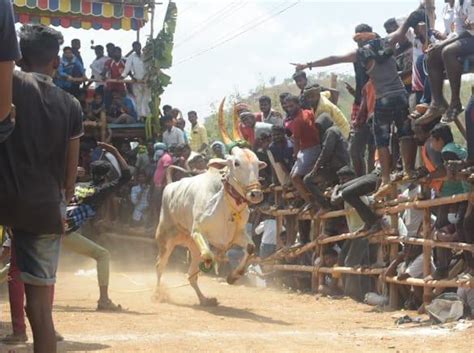 வேலூர் பாலாத்துவண்ணான் கிராமத்தில் எருது விடும் விழா: 10 ...