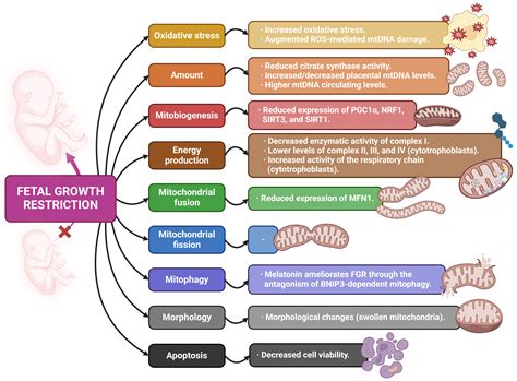 Pregnancy Disorders: A Potential Role for Mitochondrial Altered Homeostasis
