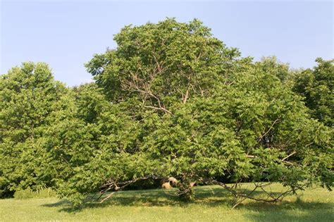 Juglans cinerea - white walnut, butternut | State Botanical Garden of ...