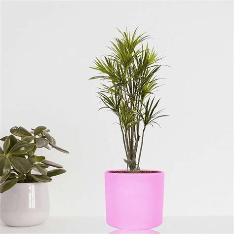 Lasaki Sara 4 inch Purple Ceramic Pots for Indoor Plants, Planters ...