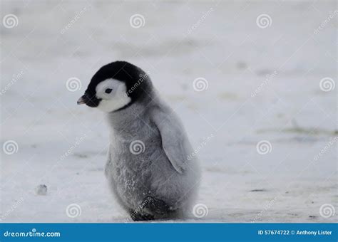 Little Baby Emperor Penguin Stock Photos - Download 512 Royalty Free Photos