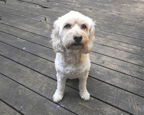 Image result for White Cockapoo