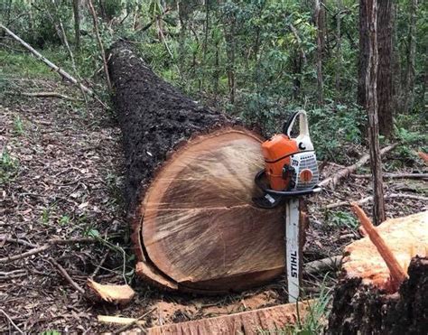 Forestry Technology 的图像结果