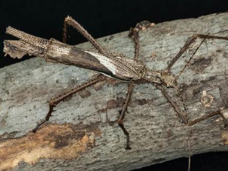 O. Orkin Insect Zoo | Meer