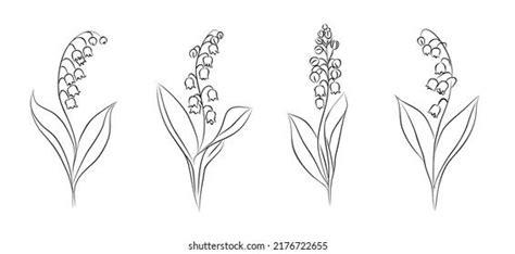 lily of the valley flower plant