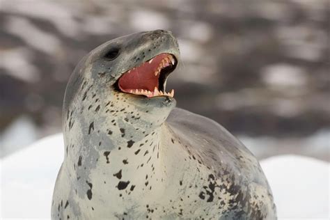 Leopard Seals: Antarctic Apex Predators & Hunting Techniques