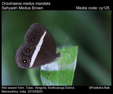 Orsotriaena medus | Butterfly