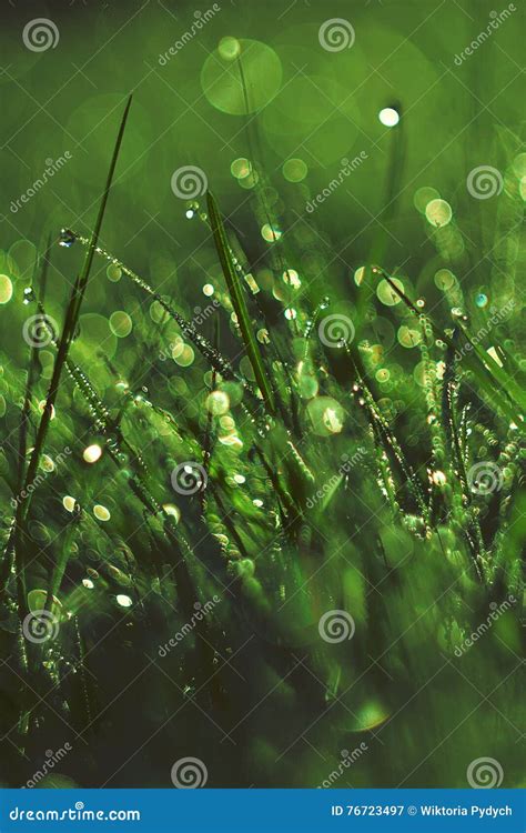 Fresh morning dew in grass stock image. Image of dewdrops - 76723497