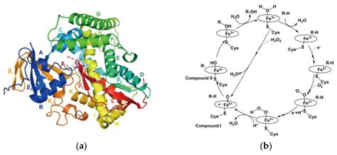 Recent Advances in the Engineering of Cytochrome P450 Enzymes[v1] | Preprints.org