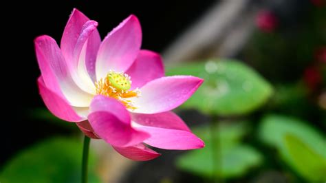 What Color is a Lotus Flower and Why? - Earth.com