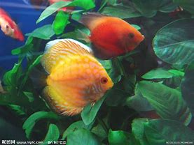 Image result for 热带鱼 Tropical Fish