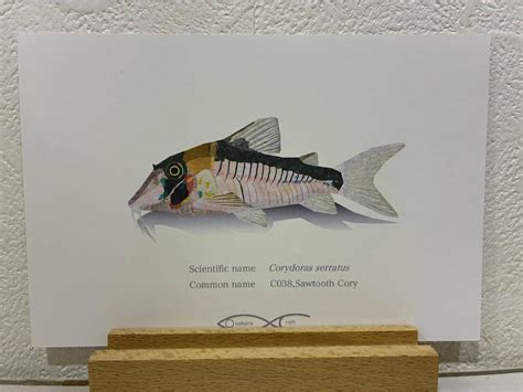 Corydoras serratus Postcard | Osakanacraft
