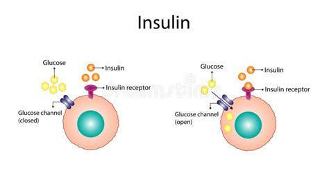 Image result for Insulin Management Algorithm