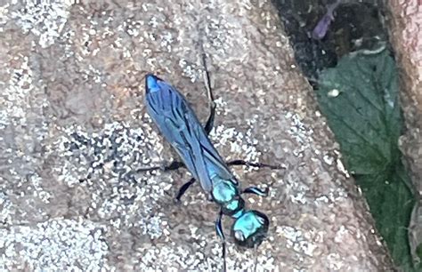 Blue Mud Wasp