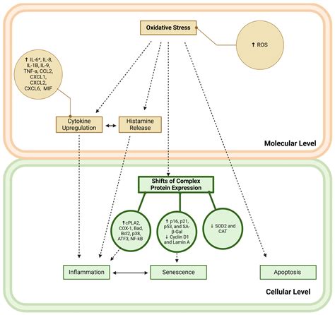 Molecular and Cellular Effects of Microplastics and Nanoplastics: Focus ...