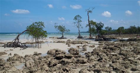 Andaman Islands, mangroves still reeling from effects of 2004 tsunami
