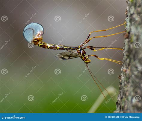Giant Ichneumon Wasps In Illinois Royalty-Free Stock Photography ...