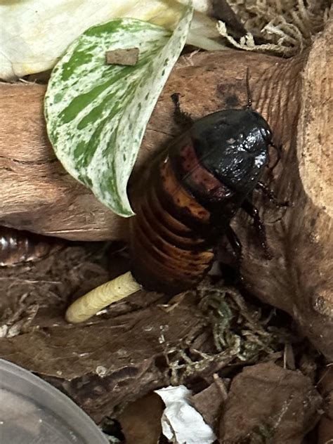 Pregnant Roachie Questions : r/roaches