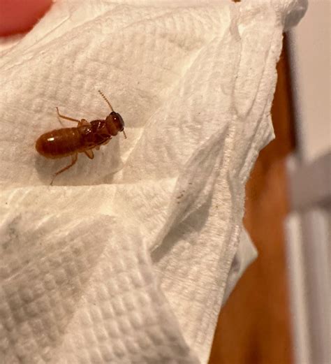 Image result for Formosan Termites