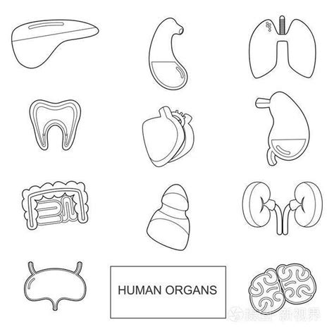 人体器官分布图简笔画-图库-五毛网