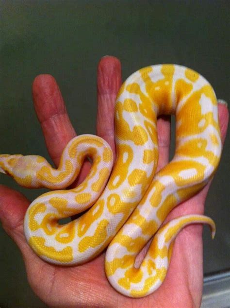 Image result for Python Snake Colors