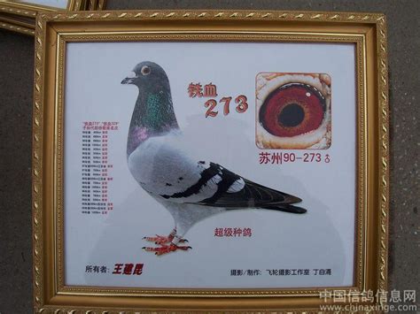 鸽舍--中国信鸽信息网相册