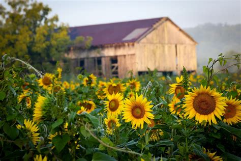 Rominger Funeral Home