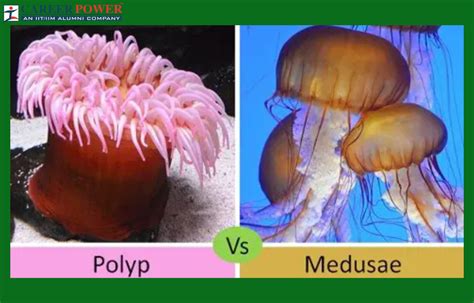Difference Between Polyp and Medusa