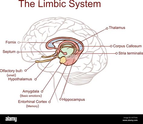 Limbic System Consciousness