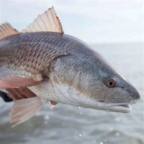 Image result for Redfish Fly Patterns