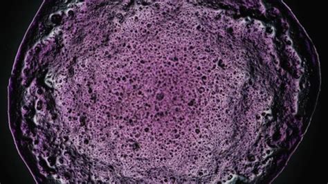 Image result for Microscopy Crystallization