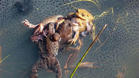 How Do Frogs Fight at Donald Frame blog