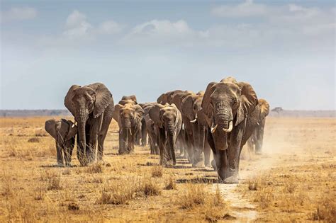 Where Does Elephant Live