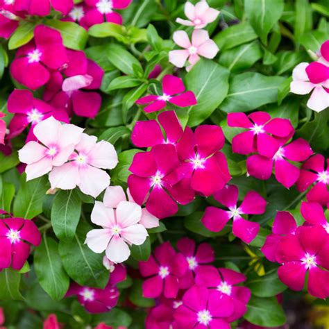 Green Paradise® Vinca Flower (Barmasi) Plant – GreenParadiseLive