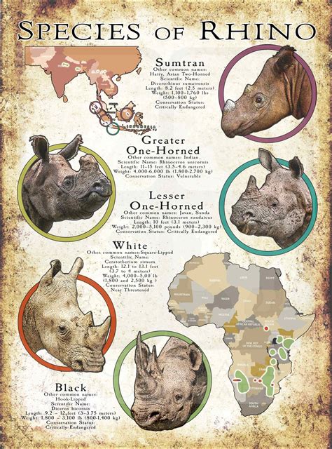 Species of Rhinoceros Poster Print