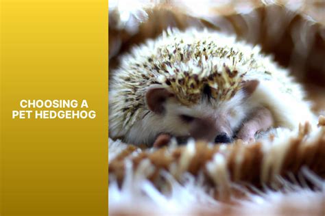 How To Care For A Domestic Hedgehog: A Complete Owner’s Guide