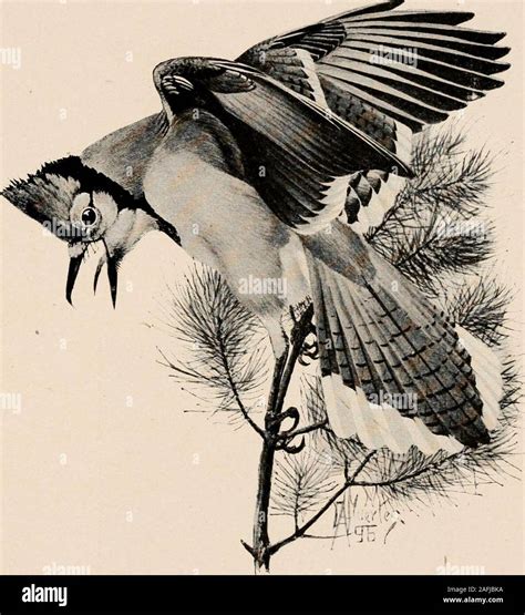 American crow building nest hi-res stock photography and images - Alamy