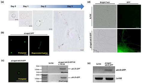 Functional Analysis of a Novel ABL (Abnormal Browning Related to Light ...