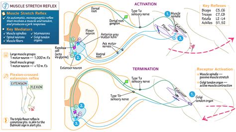 Muscle Spindle Stretch Reflex 的图像结果
