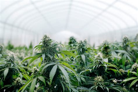A Guide to Environmental Impact of Cannabis Cultivation