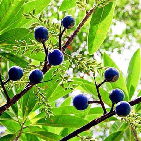 Buy Tree and Forestry Seeds online from Nurserylive at lowest price.