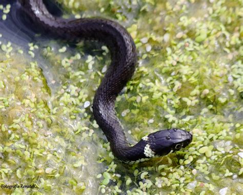 Die Ringelnatter - natrix natrix Foto & Bild | deutschland, europe ...