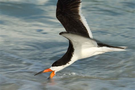 Free picture: black, skimmer, skims, water, food