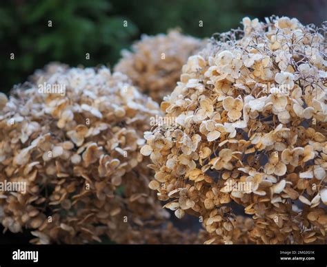 Close up of Hydrangea arborescens 'Incrediball' dried flowerheads in a ...