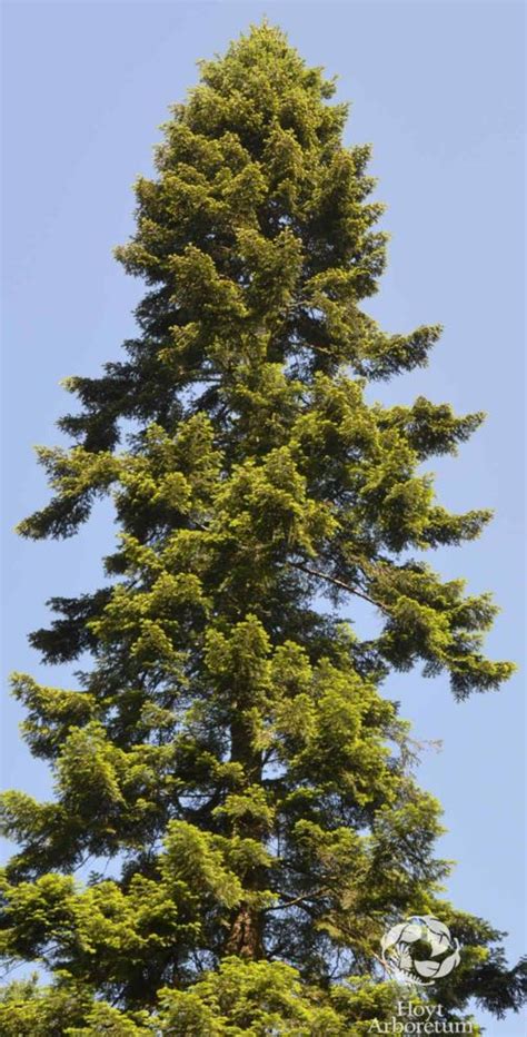 Abies grandis - grand fir | Hoyt Arboretum, Portland, Oregon, USA