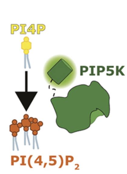 Image result for Pi PIP2 PIP3